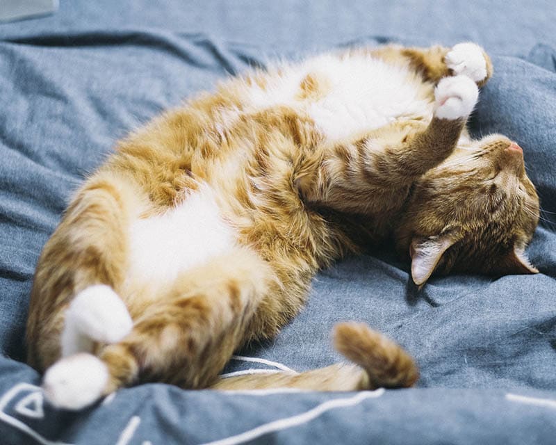 cute cat sleeping