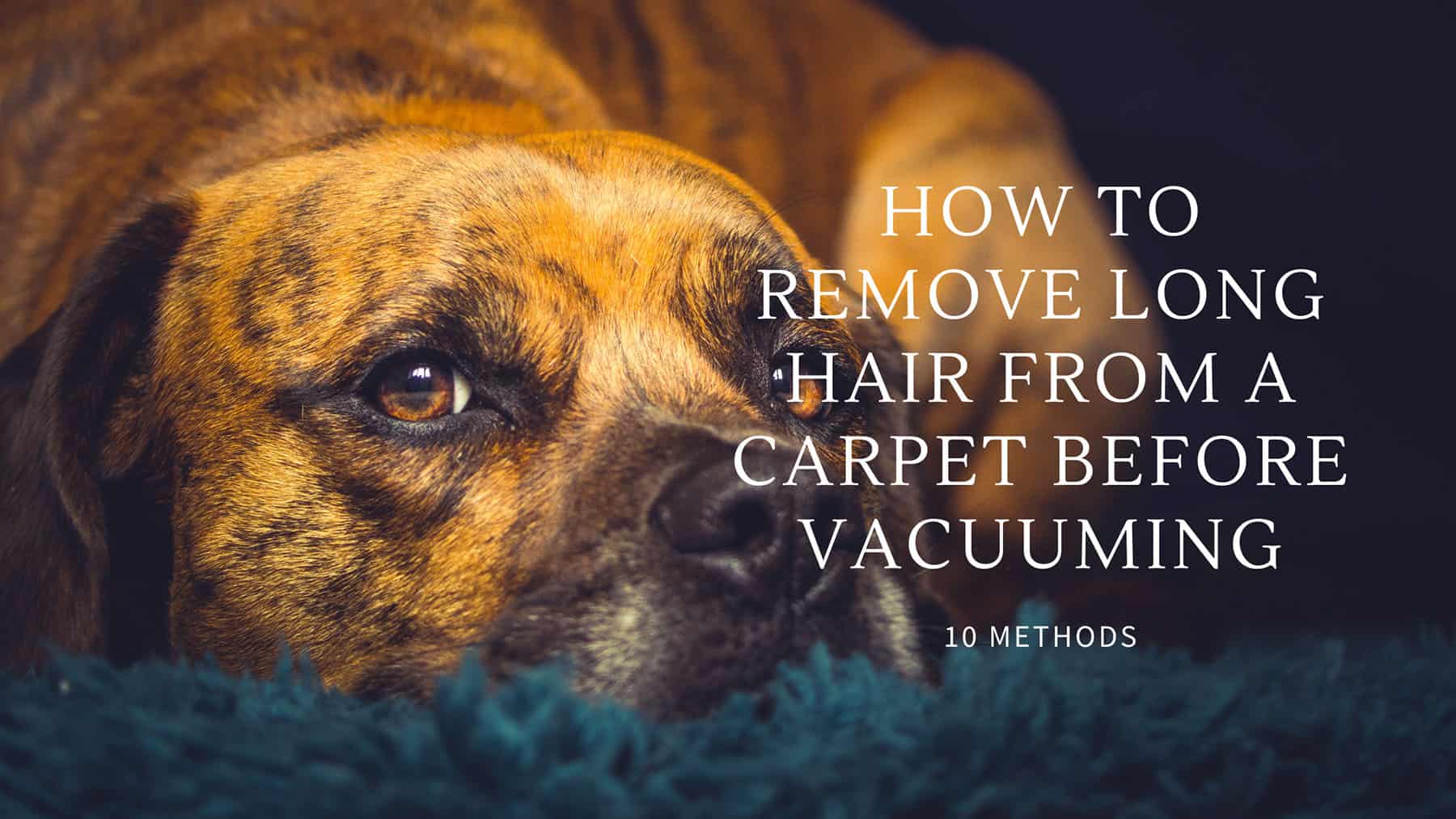How to Remove Long Hair from a Carpet Before Vacuuming The Best Tips